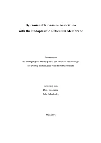 Dynamics of Ribosome Association with the Endoplasmic Reticulum Membrane