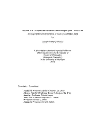 The Role of ATP-Dependent Chromatin Remodeling Enzyme CHD7 in the Development and Maintenance of Murine Neural Stem Cells By