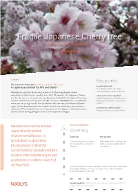 Fragile Japanese Cherry Tree the Controlled Soothing