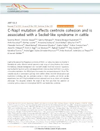 C-Nap1 Mutation Affects Centriole Cohesion and Is Associated with a Seckel-Like Syndrome in Cattle