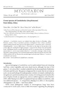 A New Species of &lt;I&gt;Conidiobolus&lt;/I&gt; (&lt;I&gt;Ancylistaceae&lt;/I&gt;) from Anhui, China