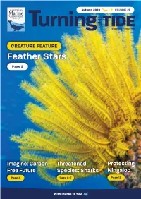 Feather Stars Page 2
