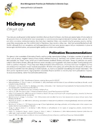 Hickory Nut Carya Spp