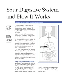Your Digestive System and How It Works