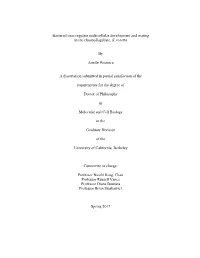 Bacterial Cues Regulate Multicellular Development and Mating in the Choanoflagellate, S