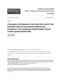 A Description of the Movement of the Canine Pelvic Limb in Three