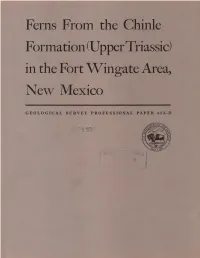 Ferns from the Chinle Formation (Upper Triassic) in the Fort Wingate Area, New Mexico