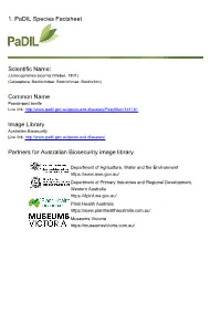 1. Padil Species Factsheet Scientific Name: Common Name Image