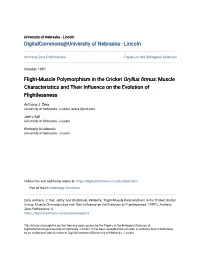 Flight-Muscle Polymorphism in the Cricket Gryllus Firmus: Muscle Characteristics and Their Influence on the Ve Olution of Flightlessness