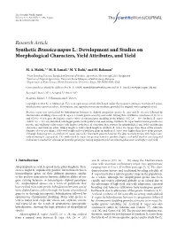 Synthetic Brassica Napus L.: Development and Studies on Morphological Characters, Yield Attributes, and Yield