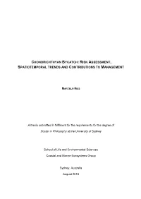 Chondrichthyan Bycatch: Risk Assessment, Spatiotemporal Trends and Contributions to Management