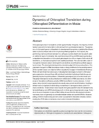 Dynamics of Chloroplast Translation During Chloroplast Differentiation in Maize