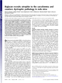Biglycan Recruits Utrophin to the Sarcolemma and Counters Dystrophic Pathology in Mdx Mice