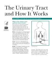 The Urinary Tract and How It Works