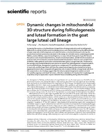 Dynamic Changes in Mitochondrial 3D Structure During Folliculogenesis