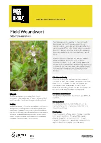 Field Woundwort
