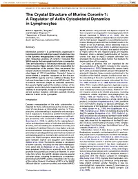 The Crystal Structure of Murine Coronin-1: a Regulator of Actin Cytoskeletal Dynamics in Lymphocytes