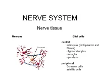 Peripheral Nerve Peripheral Nerve (HE) – Cross Section