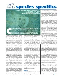 SS. Halibut.Pdf
