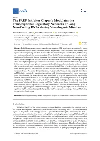 The PARP Inhibitor Olaparib Modulates the Transcriptional Regulatory Networks of Long Non-Coding Rnas During Vasculogenic Mimicry