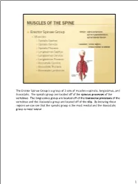 The Erector Spinae Group Is a Group of 3 Sets of Muscles—Spinalis, Longissimus, and Iliocostalis