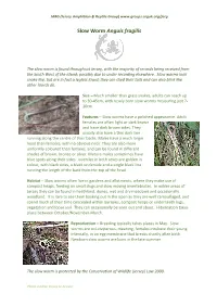 Slow Worm Anguis Fragilis