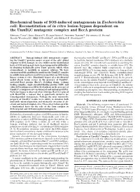 Biochemical Basis of SOS-Induced Mutagenesis In