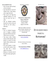 Do You Know Which Snake Is a Rattlesnake?