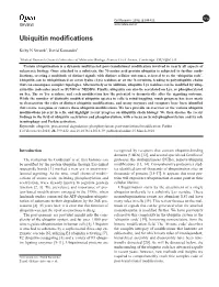 Ubiquitin Modifications