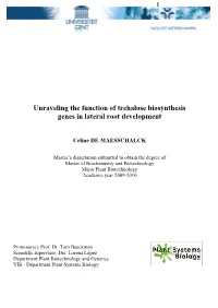 Unraveling the Function of Trehalose Biosynthesis Genes in Lateral Root Development
