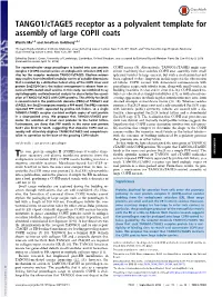TANGO1/Ctage5 Receptor As a Polyvalent Template for Assembly of Large COPII Coats