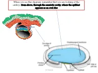 Embryo a the Development of the Heart