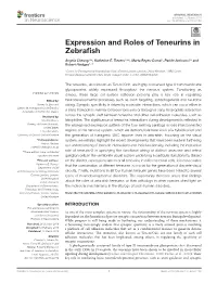 Expression and Roles of Teneurins in Zebrafish