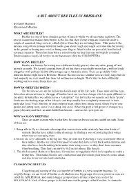 A Bit About Beetles in Brisbane