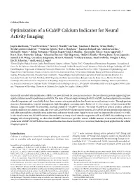 Optimization of a Gcamp Calcium Indicator for Neural Activity Imaging