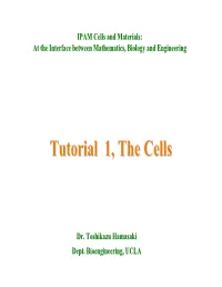Tutorial 1, the Cells