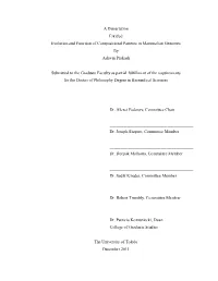 A Dissertation Entitled Evolution and Function of Compositional Patterns in Mammalian Genomes by Ashwin Prakash