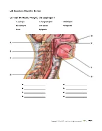 Digestive System