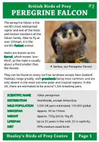 Peregrine Falcons Also Take Advantage of Urban Areas, Using Tall Buildings for Nesting and the Abundant Supply of Pigeons and Ducks As Prey