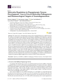Molecular Regulation in Dopaminergic Neuron Development