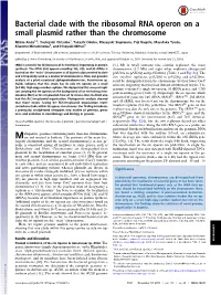 Bacterial Clade with the Ribosomal RNA Operon on a Small Plasmid Rather Than the Chromosome