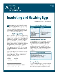 Incubating and Hatching Eggs