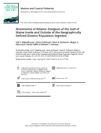 Movements of Atlantic Sturgeon of the Gulf of Maine Inside and Outside of the Geographically Defined Distinct Population Segment