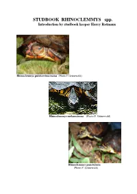 STUDBOOK RHINOCLEMMYS Spp. Introduction by Studbook Keeper Harry Rotmans