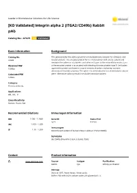 [KO Validated] Integrin Alpha 2 (ITGA2/Cd49b) Rabbit Pab