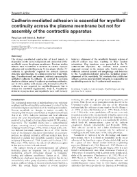Cadherin-Mediated Adhesion Is Essential for Myofibril Continuity Across the Plasma Membrane but Not for Assembly of the Contract