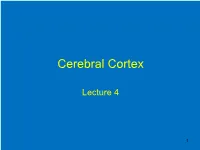Functional Specialization 2: Forebrain and Cerebral Cortex