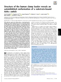 Structure of the Human Clamp Loader Reveals an Autoinhibited Conformation of a Substrate-Bound AAA+ Switch