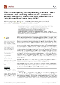 Evaluation of Signaling Pathways Profiling in Human Dermal