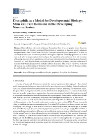Drosophila As a Model for Developmental Biology: Stem Cell-Fate Decisions in the Developing Nervous System
